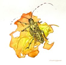 19.к Белозубка